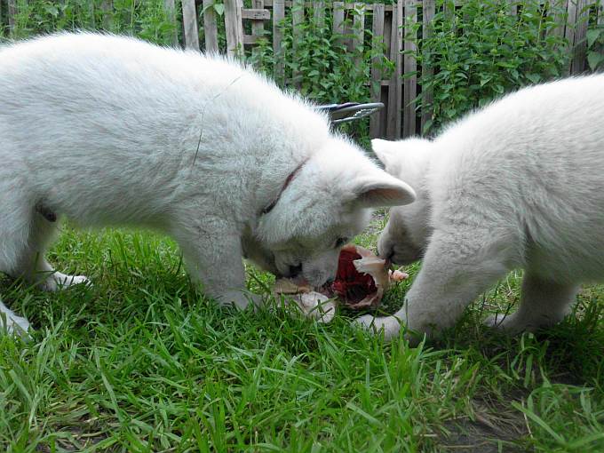 Weisser Schferhundwelpe von den Grenzgngern